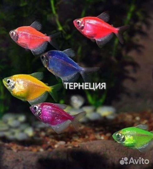 Нотропис, коридорасы,неон, скаляри, минор,растен