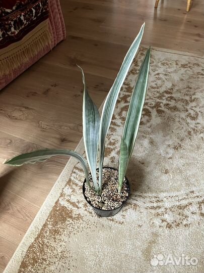 Сансевиерия Страйкер, Манолин