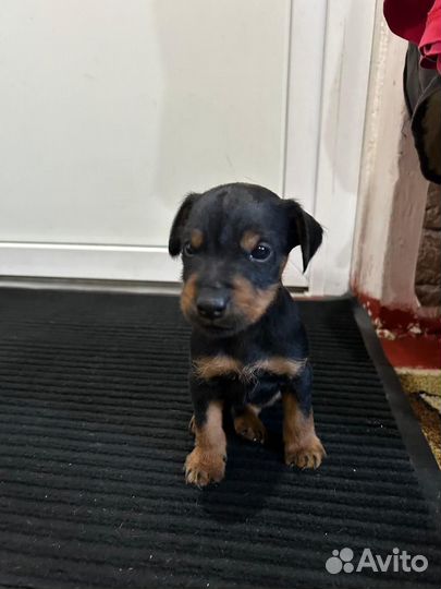 Щенки ягдтерьера