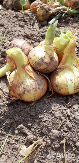 Помидоры, репчатый лук урожай 2023г
