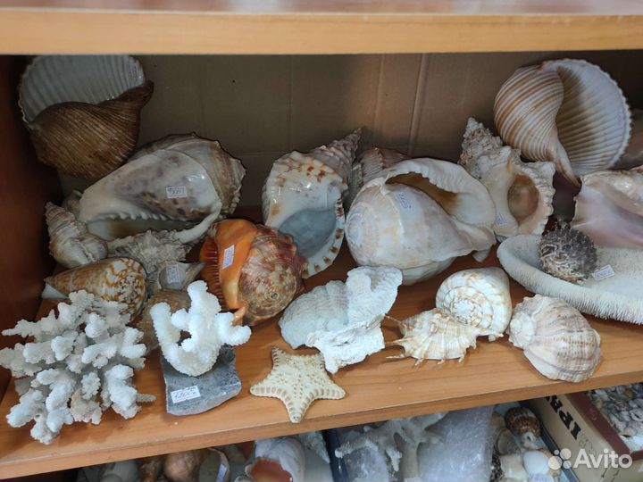 Морские ракушки и раковины