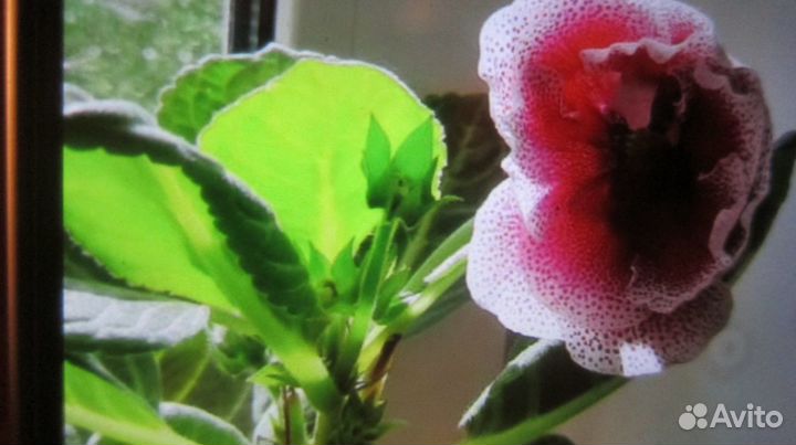 Цветы Глоксиния, фиалки,денежное дерево,алоэ