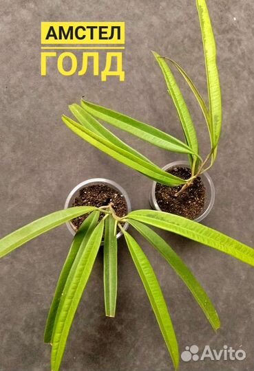 Фикусы все сорта 250