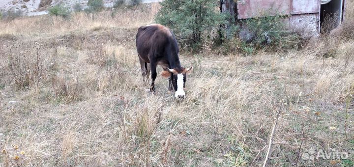 Коровы нетели