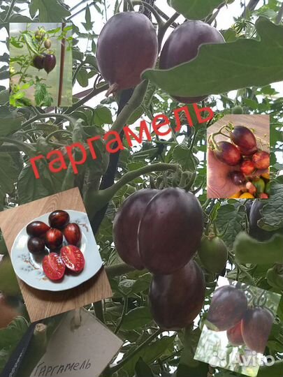 Семена томатов