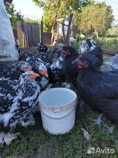 Куры молодки несушки