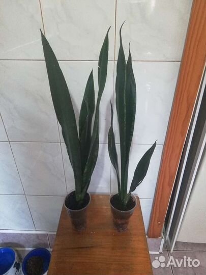 Сансевиерия Блэк тайгер, Black Тiger