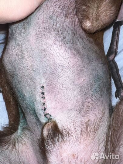 Ветеринарный врач / Выезд на дом