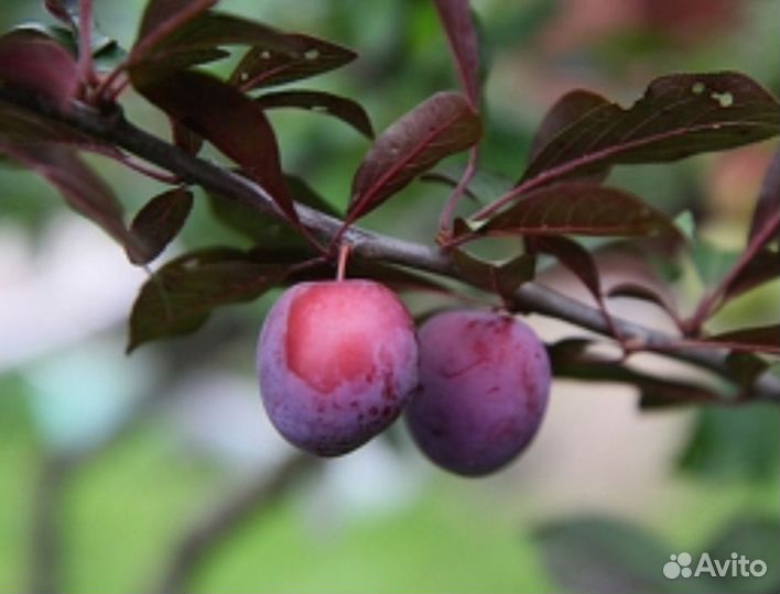 Алыча красная саженцы