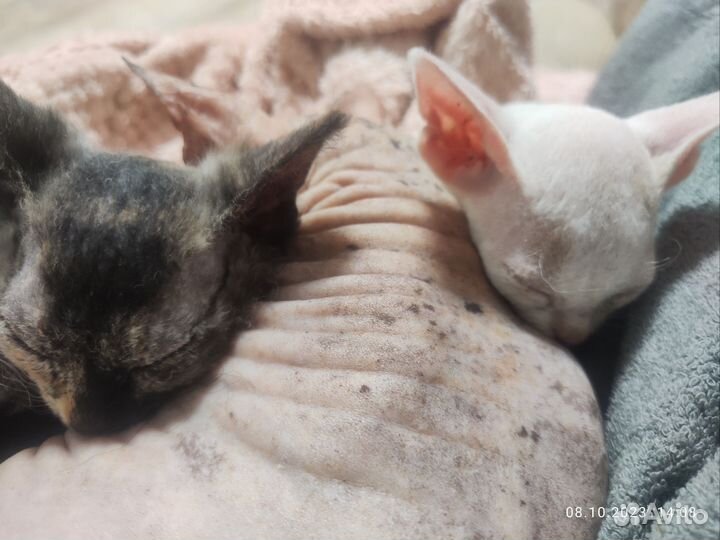 Котята донского сфинкса-браш