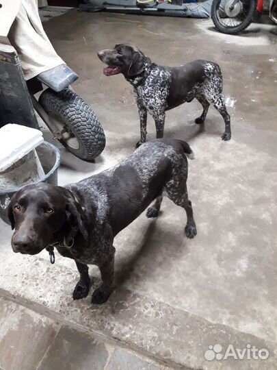 Щенки курцхаара 5000