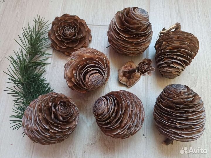 Шишки гималайского кедра, семена