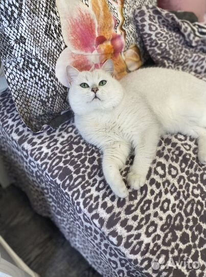 Британский кот вязка