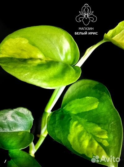 Эпипремнумы глобал грин,неон,marble apple,себу блю