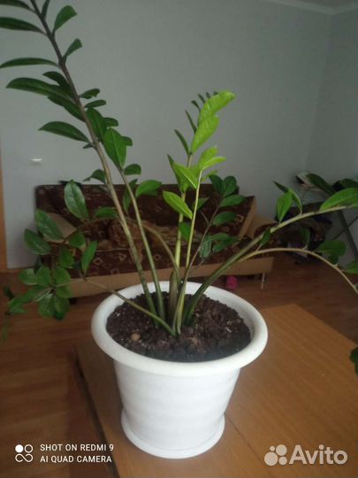 Замиокулькас