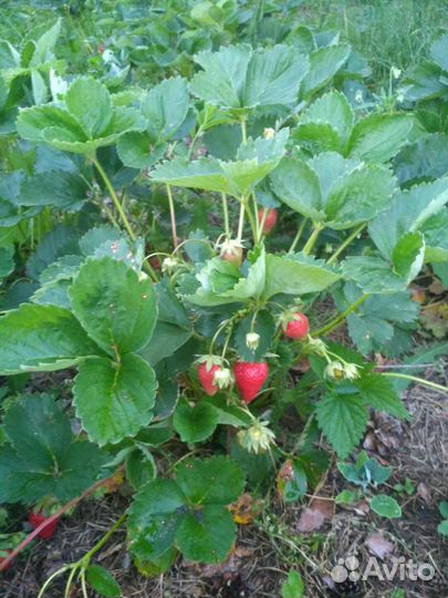 Рассада клубники