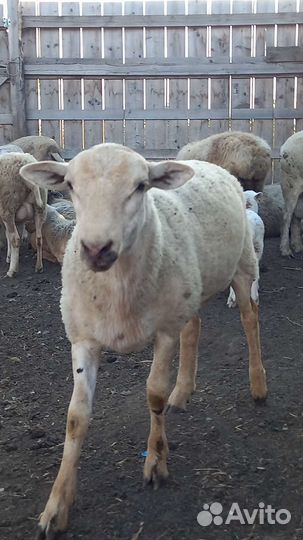 Баран на племя