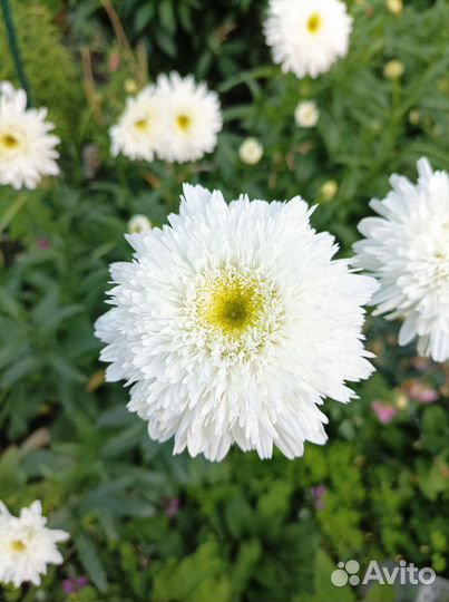 Ромашка махровая