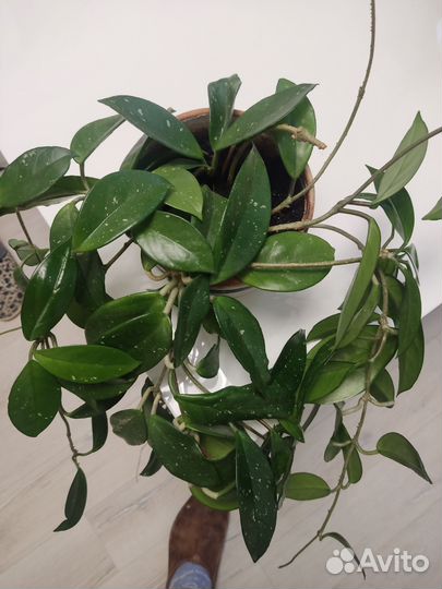 Комнатные цветы хойя