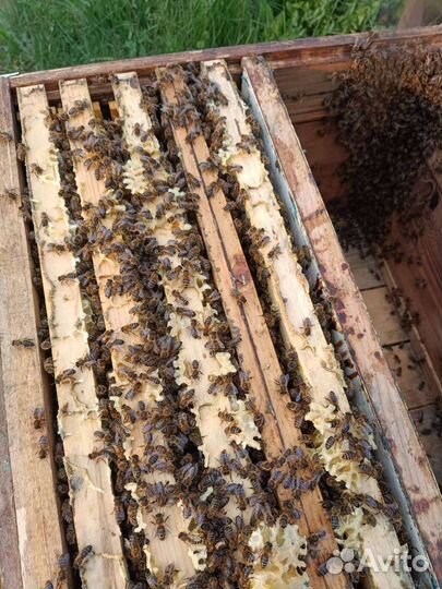 Отводки, пчелосемьи, рои