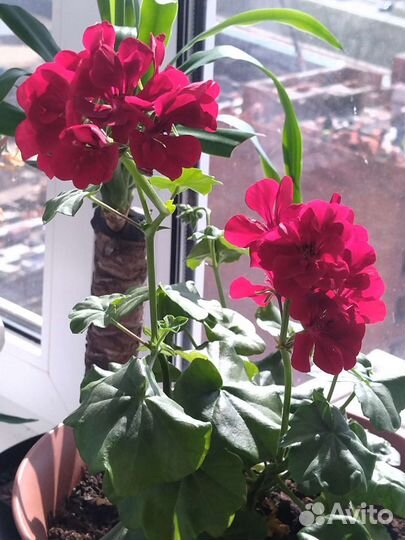 Пеларгония герань сортовая