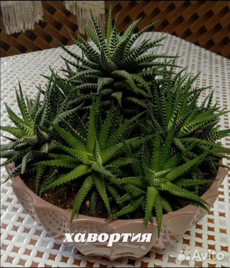 Комнатные цветы