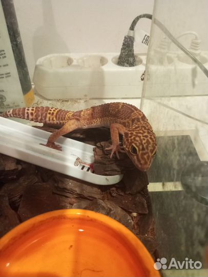 Эублефар Сёма