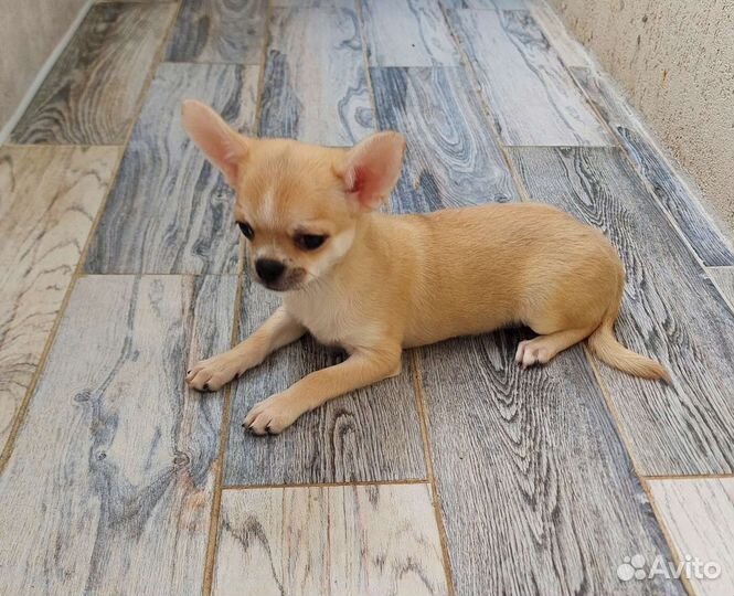 Чихуахуа щенок мальчик