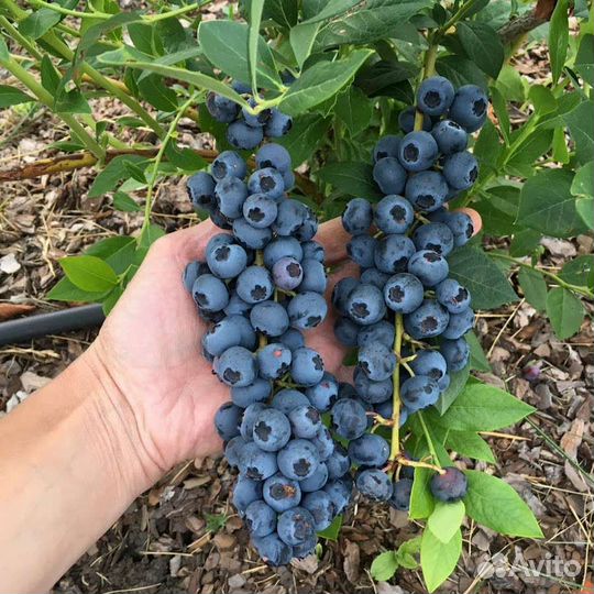 Саженцы голубики