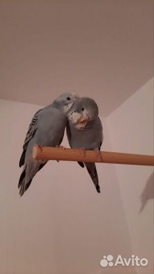 Волнистый попугай