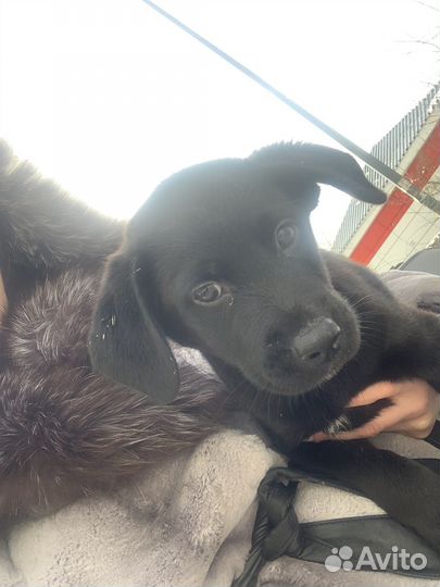 Собака в добрые руки щенок