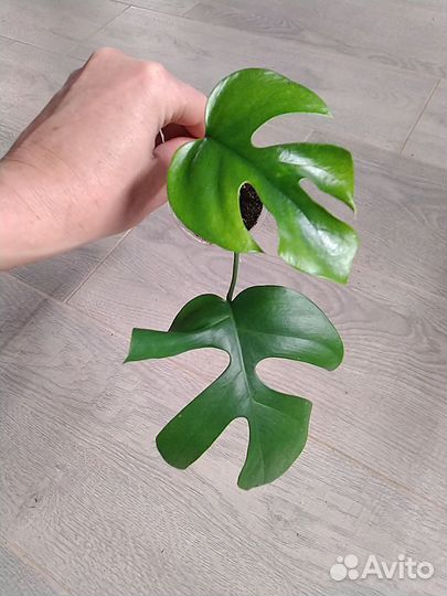 Пеперомия, монстера, хедера