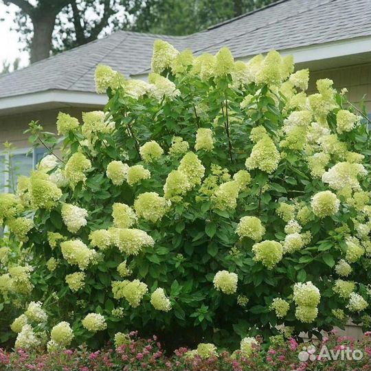 Гортензия метельчатая черенки Лайм Лайт