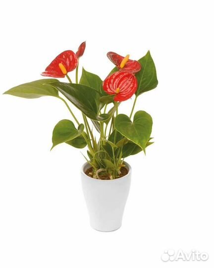 Антуриум триллион ред