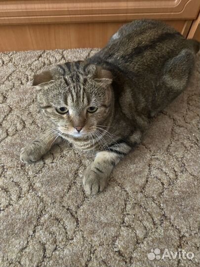 Шотландские кот