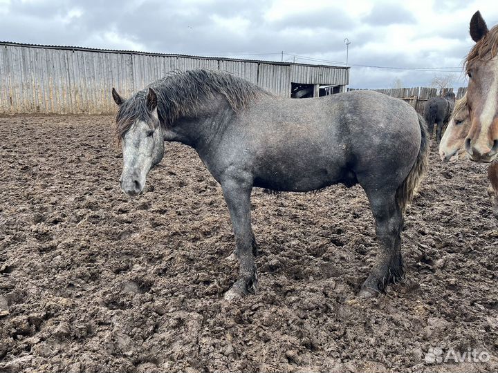 Жеребцы на племя