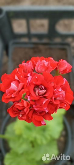 Герань пеларгония