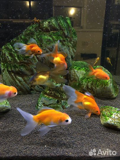 Аквариумные рыбки