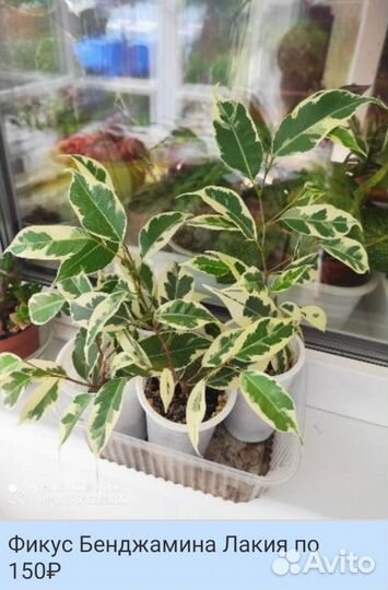 Комнатные цветы росточки