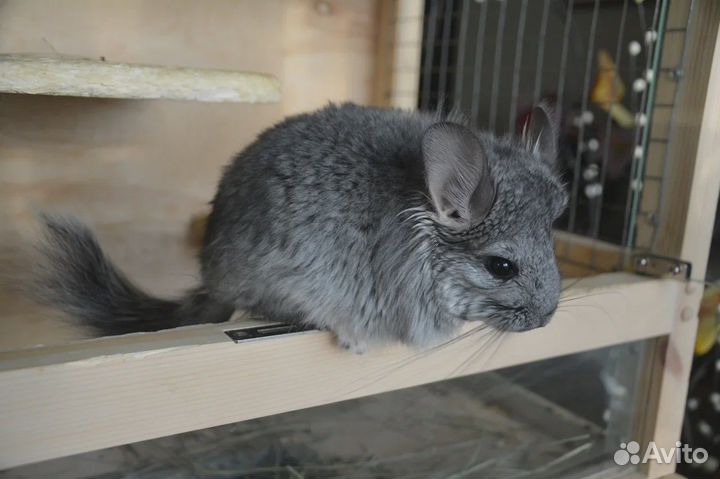 Продаю ангорских шиншилл