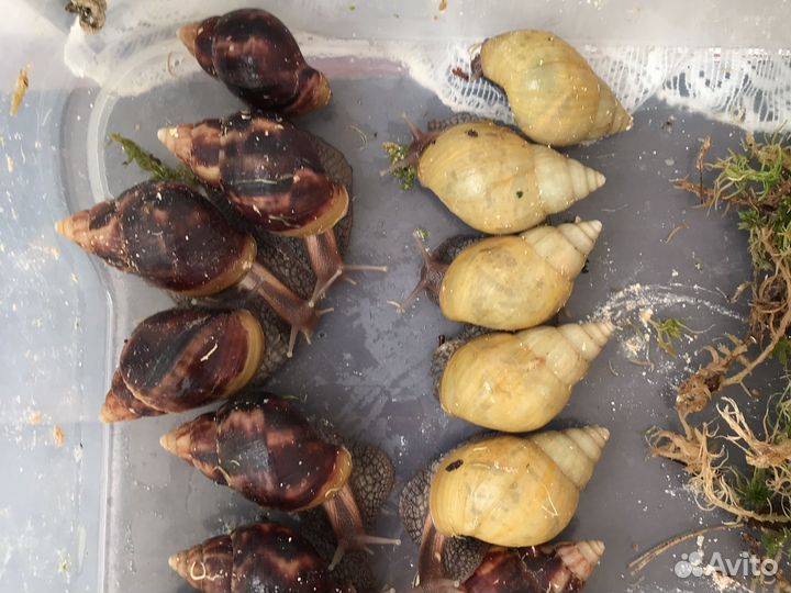 Улитки ахатины за любую белую шоколадку