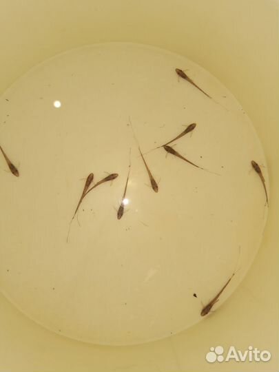 Стурисома панамская собственного разведения