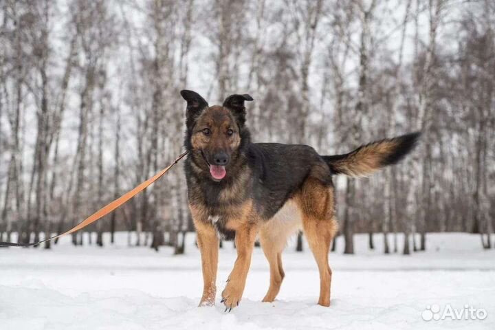 Зира умница в добрые руки