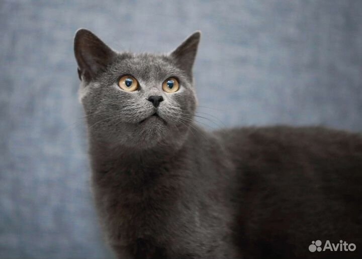 Русская голубая