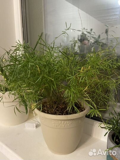 Комнатное растение в горшке