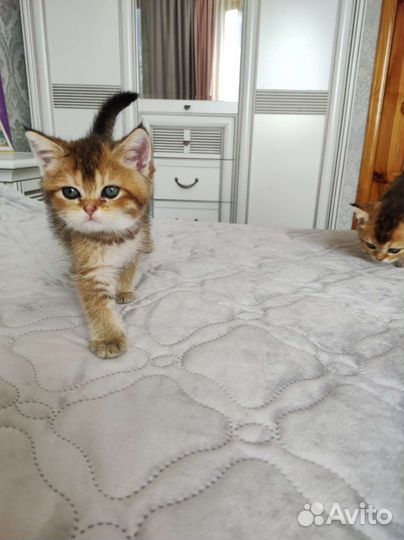 Шотландские котята