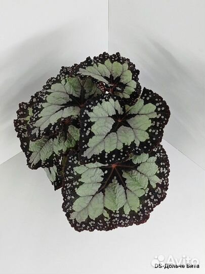 Бегонии сортовые