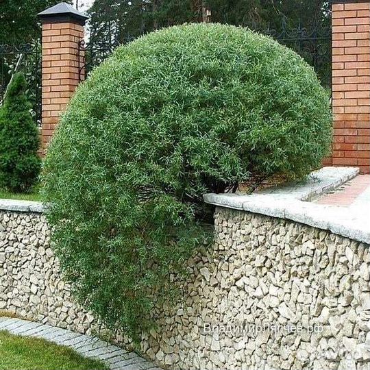 Ива Нана,бульдонеж,спирея японская