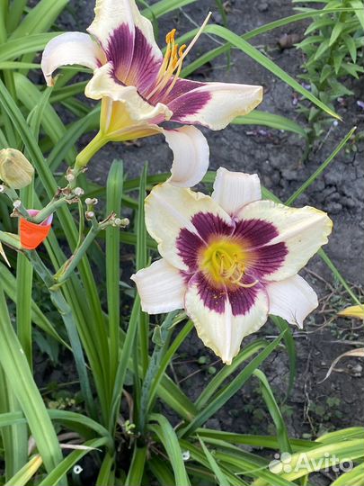 Лилейники сортовые