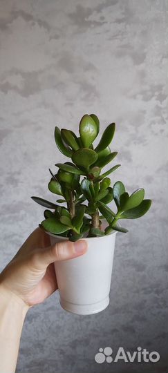 Суккуленты
